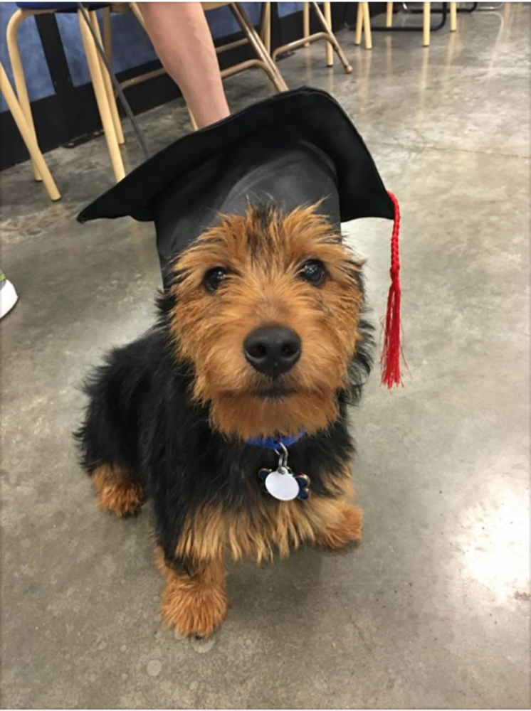 Meet Murphy (Australian Terrier) who joined our family in May 2016 (and who graduated...barely!)
