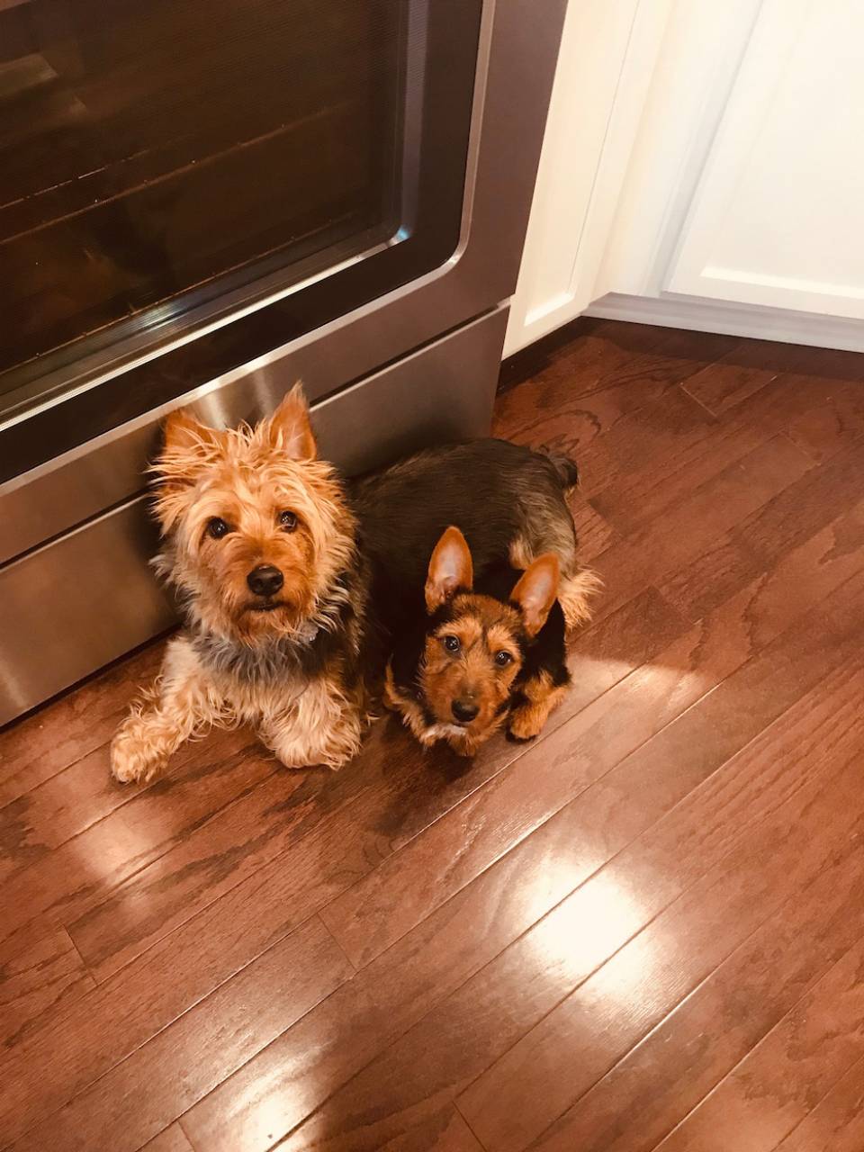Murphy & Bailey (Murphy's sweet half sister, Bailey, joined us in December 2018). Whoever said having two dogs is just as easy as having one... Seriously?? That said, I wouldn't change a thing. : )